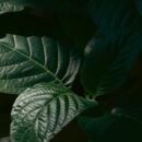 Kratom for Energy and Focus: A Practical Guide