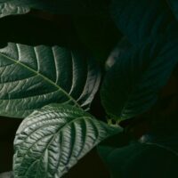 Kratom for Energy and Focus: A Practical Guide
