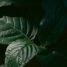 Kratom for Energy and Focus: A Practical Guide