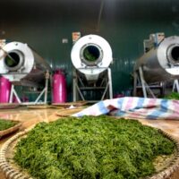 Maeng Da Kratom: What Makes It Different